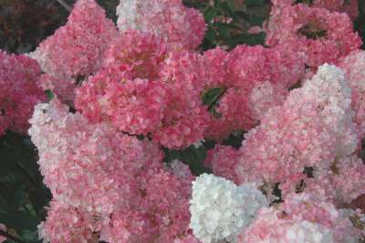 Vanilla Strawberry Hydrangea